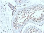 CD63 (Late Endosomes Marker) Antibody in Immunohistochemistry (Paraffin) (IHC (P))