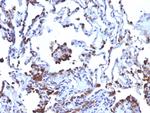 CD63 (Late Endosomes Marker) Antibody in Immunohistochemistry (Paraffin) (IHC (P))