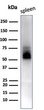 CD63 Antibody in Western Blot (WB)