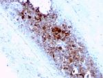 CD63 (Late Endosomes Marker) Antibody in Immunohistochemistry (Paraffin) (IHC (P))