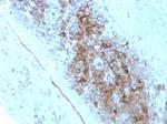 CD63 (Late Endosomes Marker) Antibody in Immunohistochemistry (Paraffin) (IHC (P))