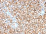 CD63 (Late Endosomes Marker) Antibody in Immunohistochemistry (Paraffin) (IHC (P))