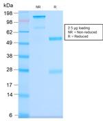 CD63 (Late Endosomes Marker) Antibody in SDS-PAGE (SDS-PAGE)