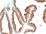 CD63 (Late Endosomes Marker) Antibody in Immunohistochemistry (Paraffin) (IHC (P))