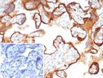 CD63 (Late Endosomes Marker) Antibody in Immunohistochemistry (Paraffin) (IHC (P))