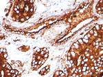 CD63 (Late Endosomes Marker) Antibody in Immunohistochemistry (Paraffin) (IHC (P))