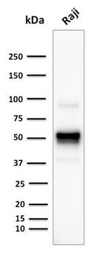 CD79a (B-Cell Marker) Antibody in Western Blot (WB)