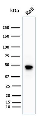 CD79a Antibody in Western Blot (WB)