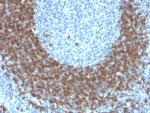 CD79b Antibody in Immunohistochemistry (Paraffin) (IHC (P))