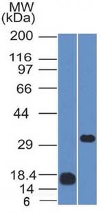 CD79b Antibody in Western Blot (WB)