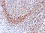 CD79b (B-Cell Marker) Antibody in Immunohistochemistry (Paraffin) (IHC (P))