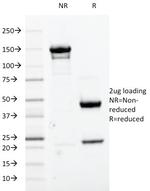 Cdk1/p34cdc2 Serine-Threonine Kinase Antibody in SDS-PAGE (SDS-PAGE)