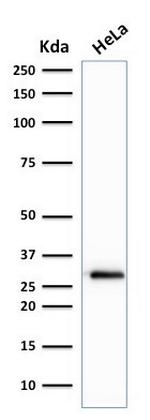 Cdk1/p34cdc2 Serine-Threonine Kinase Antibody in Western Blot (WB)