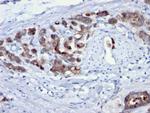 Cdc20 (Cell Division Cycle Protein 20) Antibody in Immunohistochemistry (Paraffin) (IHC (P))