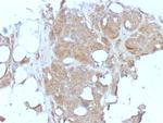 Major Vault Protein (MVP) Antibody in Immunohistochemistry (Paraffin) (IHC (P))