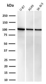 Major Vault Protein (MVP) Antibody in Western Blot (WB)