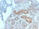 Major Vault Protein (MVP) Antibody in Immunohistochemistry (Paraffin) (IHC (P))