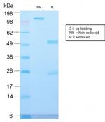 Major Vault Protein (MVP) Antibody in SDS-PAGE (SDS-PAGE)