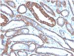 E-Cadherin (CDH1)/CD324 Antibody in Immunohistochemistry (Paraffin) (IHC (P))