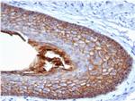 E-Cadherin (CDH1)/CD324 Antibody in Immunohistochemistry (Paraffin) (IHC (P))