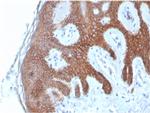 E-Cadherin (CDH1)/CD324 Antibody in Immunohistochemistry (Paraffin) (IHC (P))