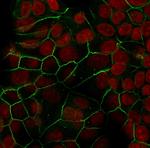 E-Cadherin (CDH1)/CD324 Antibody in Immunocytochemistry (ICC/IF)