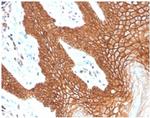 E-Cadherin (CDH1)/CD324 Antibody in Immunohistochemistry (Paraffin) (IHC (P))