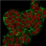 E-Cadherin (CDH1)/CD324 Antibody in Immunocytochemistry (ICC/IF)