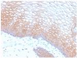 E-Cadherin (CDH1)/CD324 Antibody in Immunohistochemistry (Paraffin) (IHC (P))