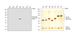 Human IgG4 Fc Secondary Antibody in Western Blot (WB)