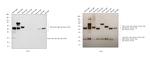 Mouse IgG, IgM, IgA (H+L) Secondary Antibody in Western Blot (WB)