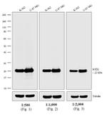 Mouse IgG, IgM, IgA (H+L) Secondary Antibody in Western Blot (WB)