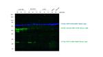 Mouse IgG, IgM (H+L) Secondary Antibody in Western Blot (WB)