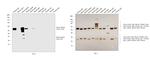 Mouse IgG2a Secondary Antibody in Western Blot (WB)