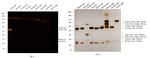 Rabbit IgG (H+L) Cross-Adsorbed Secondary Antibody