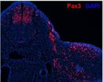 Rabbit IgG (H+L) Cross-Adsorbed Secondary Antibody in Immunohistochemistry (Frozen) (IHC (F))