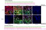 Human IgG (H+L) Cross-Adsorbed Secondary Antibody