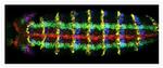 Sheep IgG (H+L) Cross-Adsorbed Secondary Antibody in Immunohistochemistry (IHC)