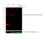 Mouse IgG (H+L) Cross-Adsorbed Secondary Antibody in Western Blot (WB)