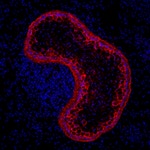 Rabbit IgG (H+L) Highly Cross-Adsorbed Secondary Antibody in Immunohistochemistry (Frozen) (IHC (F))