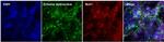 Rabbit IgG (H+L) Highly Cross-Adsorbed Secondary Antibody in Immunocytochemistry (ICC/IF)