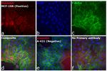 Chicken IgY (H+L) Secondary Antibody in Immunocytochemistry (ICC/IF)