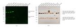 Mouse IgG (H+L) Cross-Adsorbed Secondary Antibody