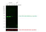 Mouse IgG (H+L) Cross-Adsorbed Secondary Antibody in Western Blot (WB)