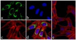 Mouse IgG (H+L) Cross-Adsorbed Secondary Antibody in Immunocytochemistry (ICC/IF)