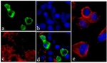 Mouse IgG (H+L) Cross-Adsorbed Secondary Antibody in Immunocytochemistry (ICC/IF)