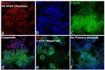 Mouse IgG (H+L) Cross-Adsorbed Secondary Antibody in Immunocytochemistry (ICC/IF)