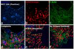 Rabbit IgG (H+L) Cross-Adsorbed Secondary Antibody in Immunocytochemistry (ICC/IF)