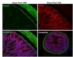 Rabbit IgG (H+L) Cross-Adsorbed Secondary Antibody in Immunohistochemistry (Paraffin) (IHC (P))