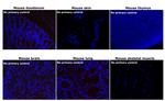 Rabbit IgG (H+L) Cross-Adsorbed Secondary Antibody in Immunohistochemistry (Paraffin) (IHC (P))